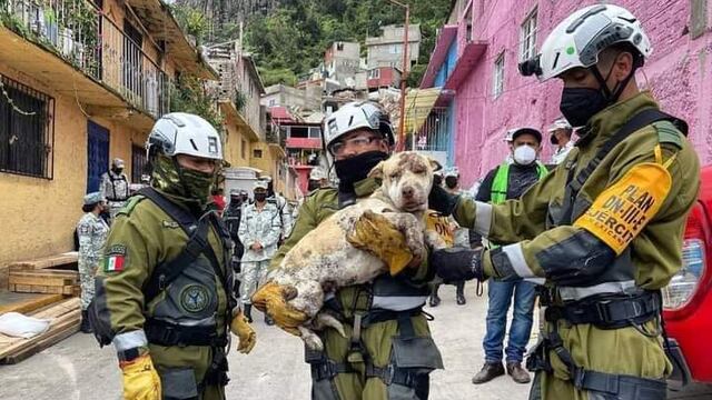 Un perro es rescatado con vida del desgaje del Cerro del Chiquihuite