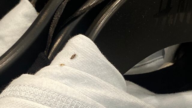 Sudadera de H&M con piojos