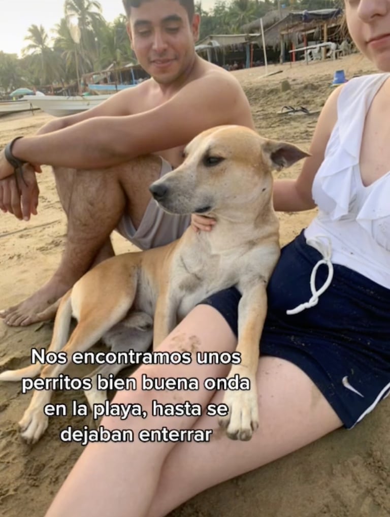 Perrito en la playa