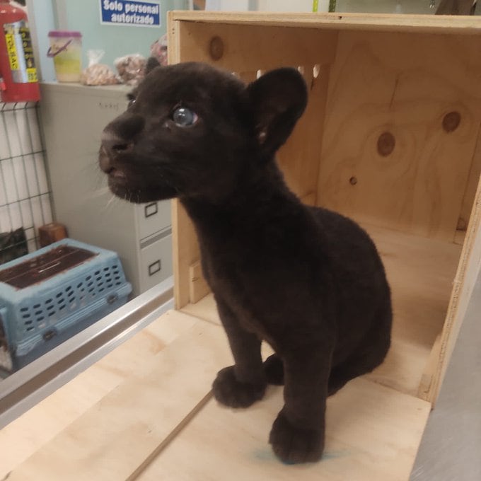 Jaguar cachorro resguardado por la Profepa