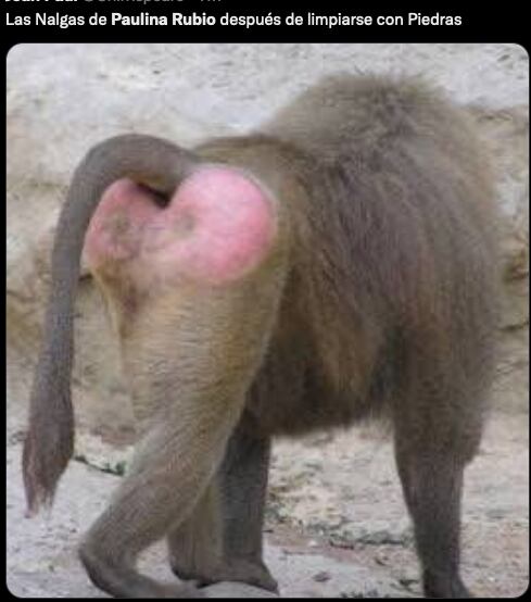 Memes de Paulina Rubio 'defecando' en la playa.