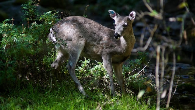 Preliberación de venados cola blanca, en el Desierto de los Leones