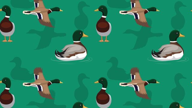 Patos