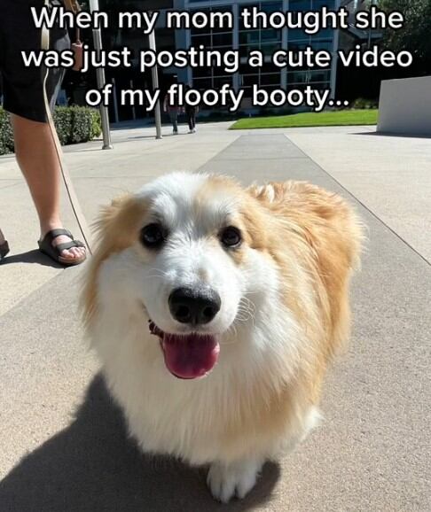 Perrito que baila en TikTok