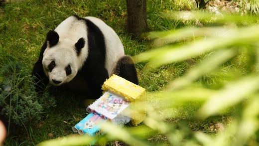 Panda Xin Xin se acerca al fin de su vida y Clara Brugada hace un llamado al gobierno de China