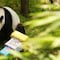Panda Xin Xin se acerca al fin de su vida y Clara Brugada hace un llamado al gobierno de China