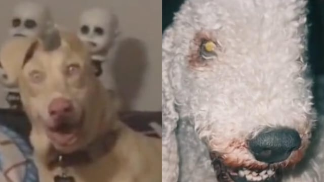 Los videos de Skinwalker o perros inundan TikTok