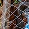 Chile: Zoológico inicia vacunación contra Covid-19 en animales