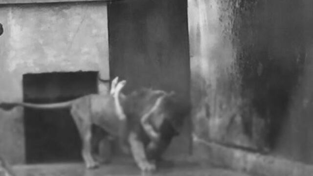 Zoológico de Santiago