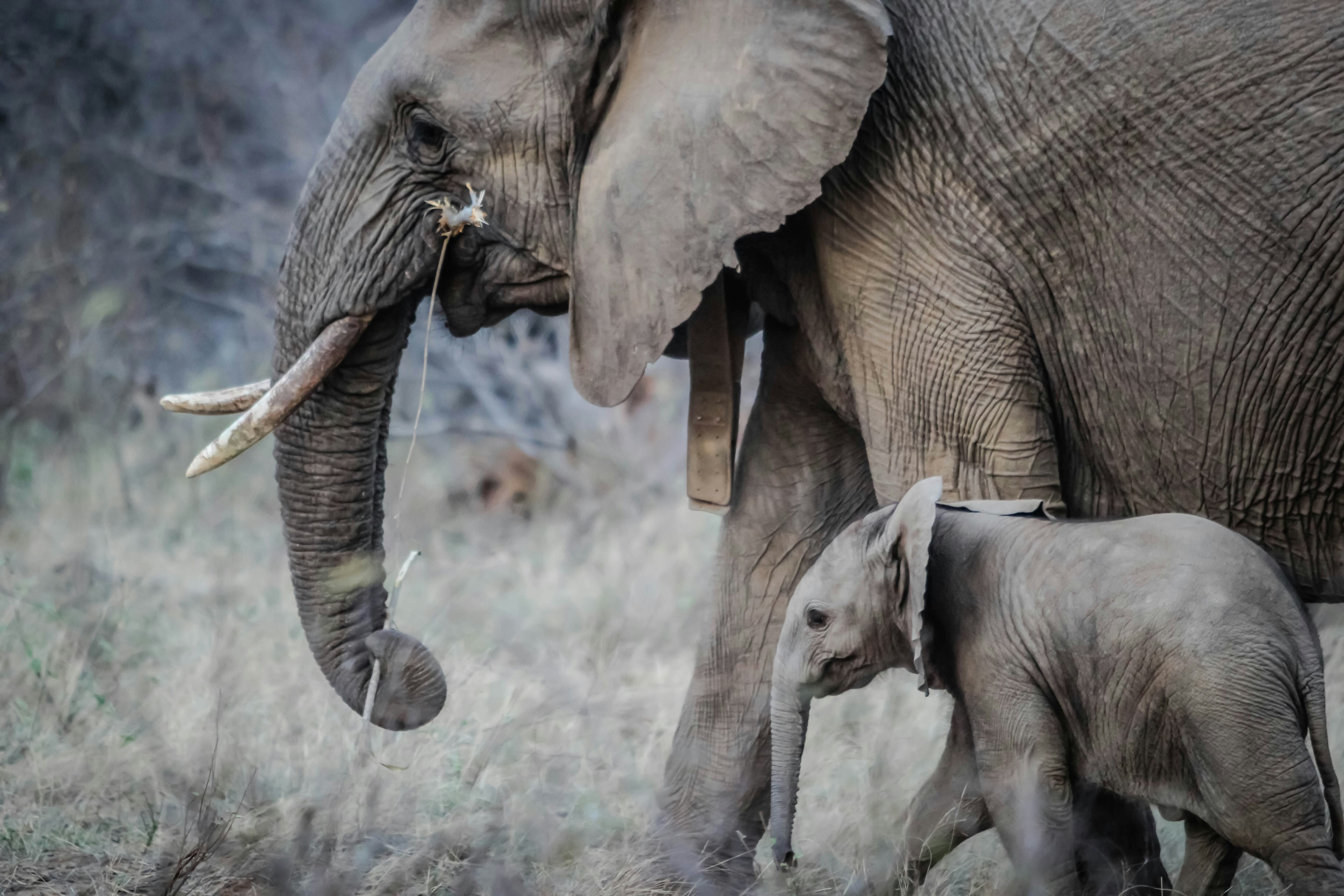 Este 12 de agosto es el Día Mundial del Elefante