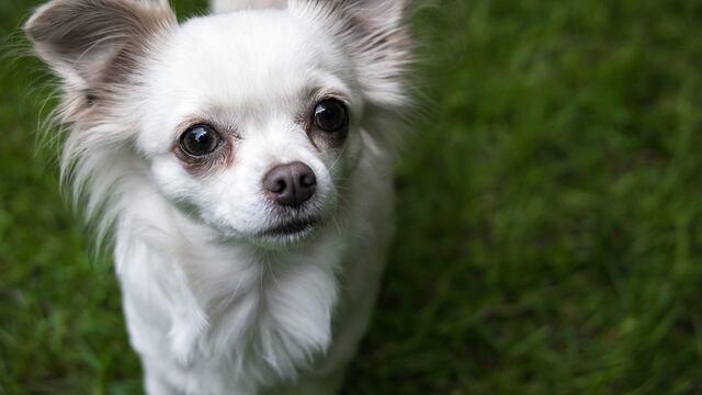 Un perro chihuahua enfrenta juicio en Reino Unido por morder a una mujer