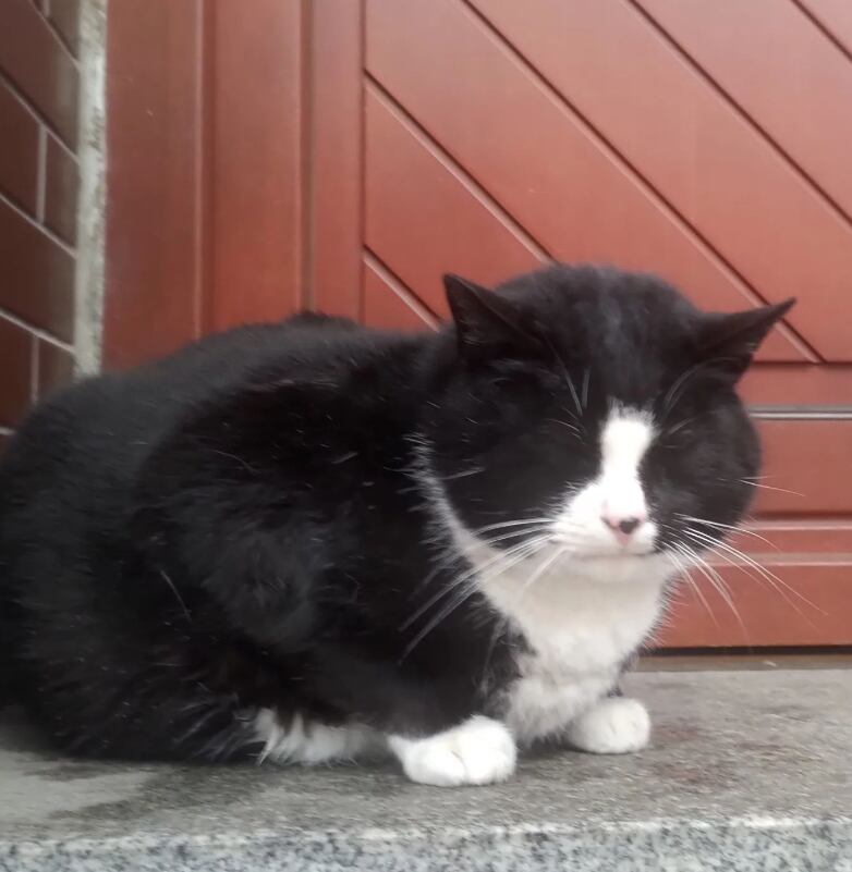 Gacek, el gato gordo que es la principal atracción turística en una ciudad de Polonia