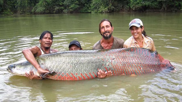 El paiche es un enorme pez de la Amazonia que llega a pesar más de 200 kilos