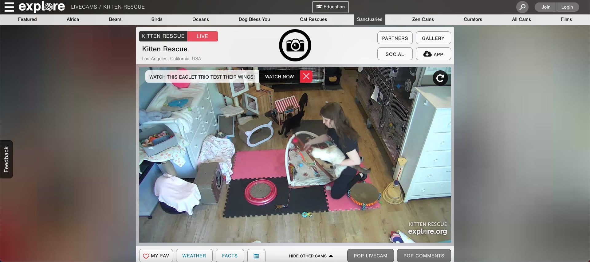 Web para ver gatitos en vivo