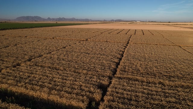 Bimbo supera las 500 mil hectáreas de agricultura regenerativa con un crecimiento del 73%