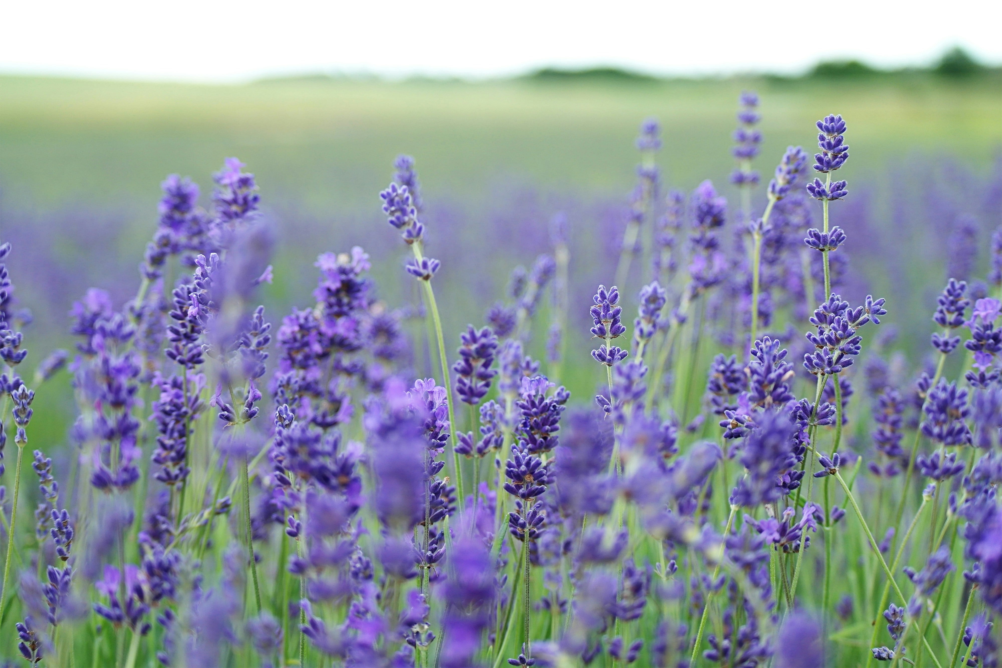 Planta de lavanda