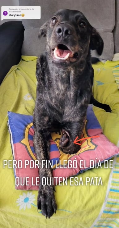 Perrita que esterilizaron