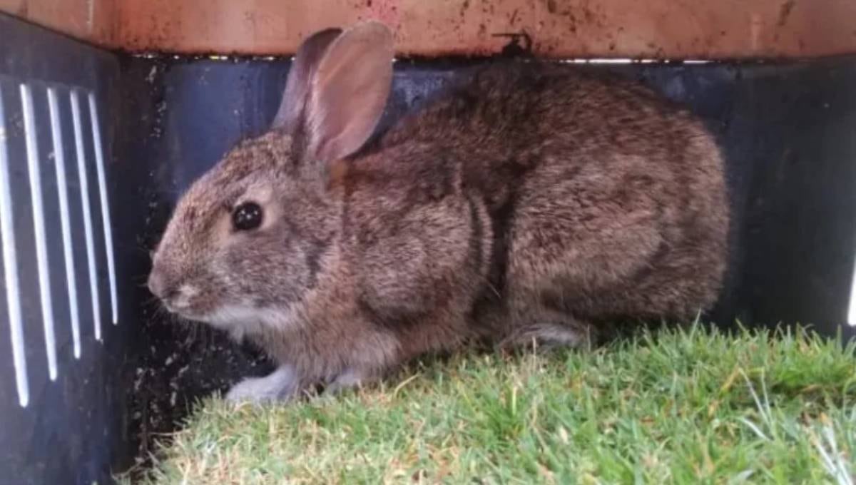 El conejo de Omiltemi reaparece en México; se creía extinta desde hace 120 años