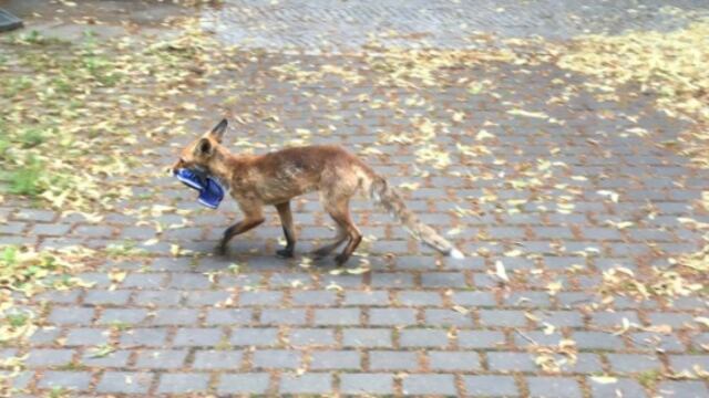 Zorro ladrón de zapatos