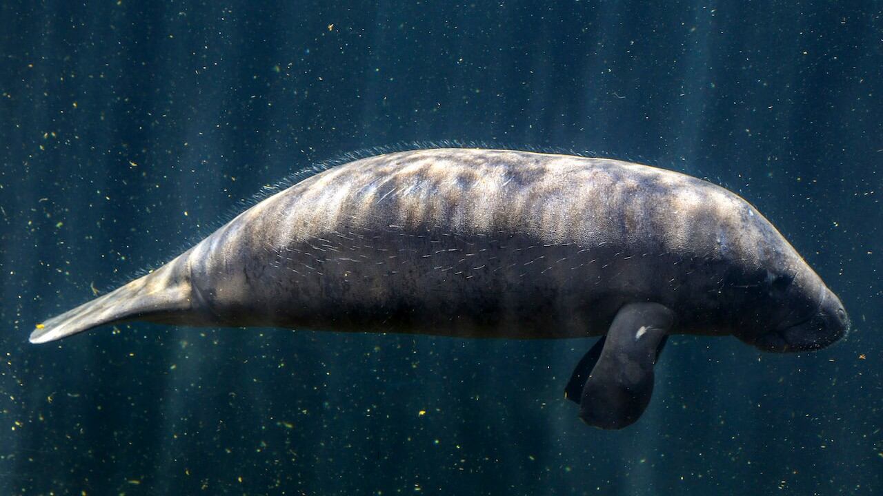 Imagen de archivo de un manatí en el estado de Veracruz.