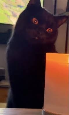 Así puedes saber si tu gato es un psicópata