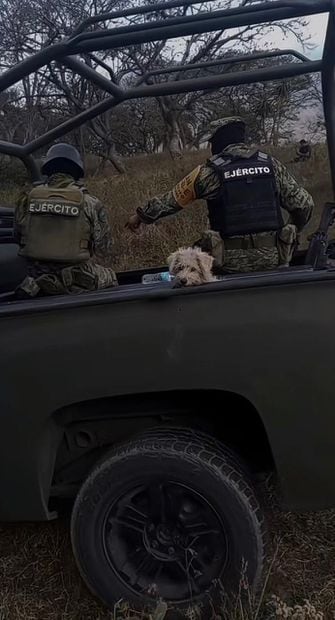 Perrito rescatado por la Sedena