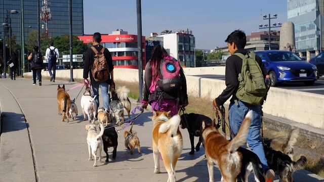 Perros rescatados por el Metro servirán como ayudantes de Santa y los Reyes Magos en la CDMX
