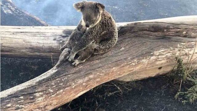 La koala usó su cuerpo como escudo para evitar que su bebé resultara dañado.