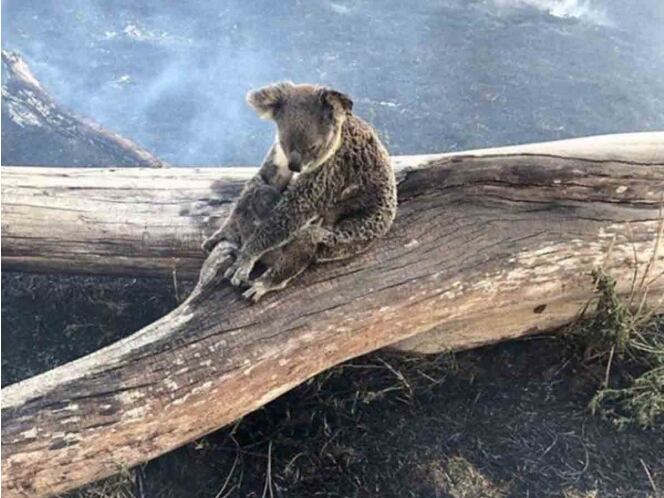 La koala usó su cuerpo como escudo para evitar que su bebé resultara dañado.