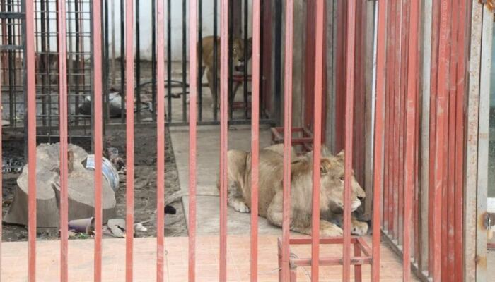 Curioso hallazgo en Cuernavaca: Aseguran autos, placas y leones en una casa