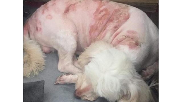 El perro fue atacado por un vecino
