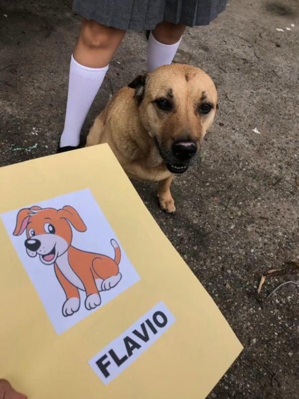 Perrito Flavio se graduó de la primaria y hasta diploma le dieron para presumirlo en TikTok