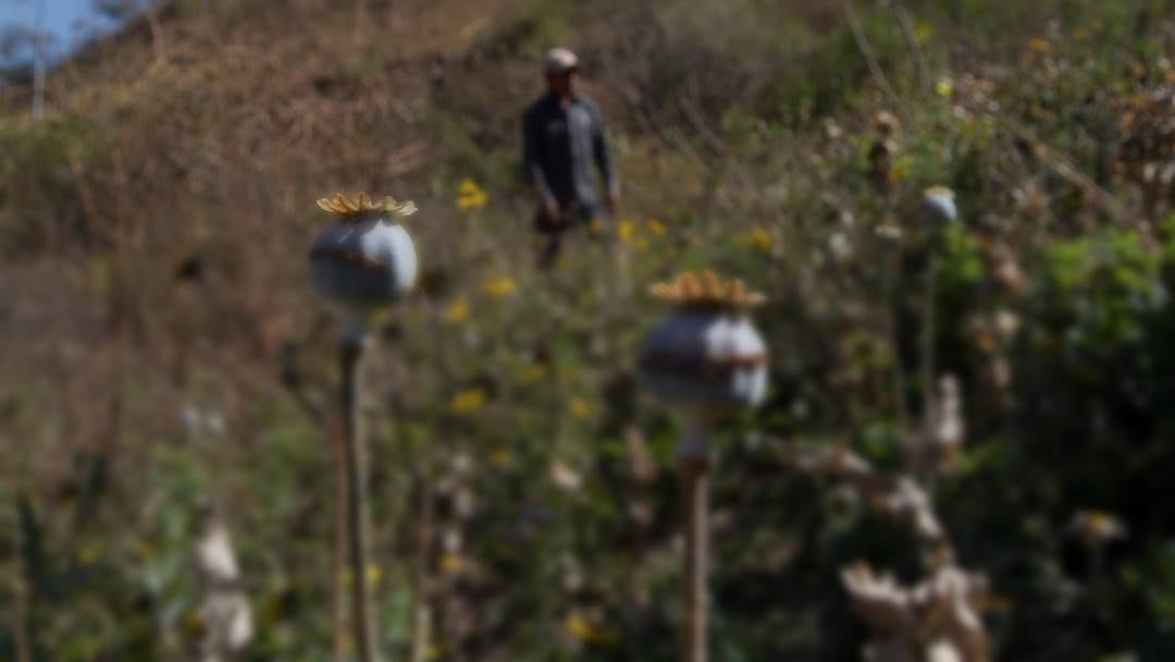 Cultivo de amapola en la Sierra Madre del Sur.