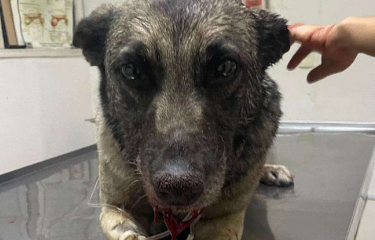 Leia, perrita que fue baleada