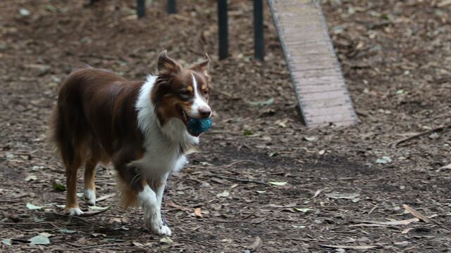 Perro en CDMX, México