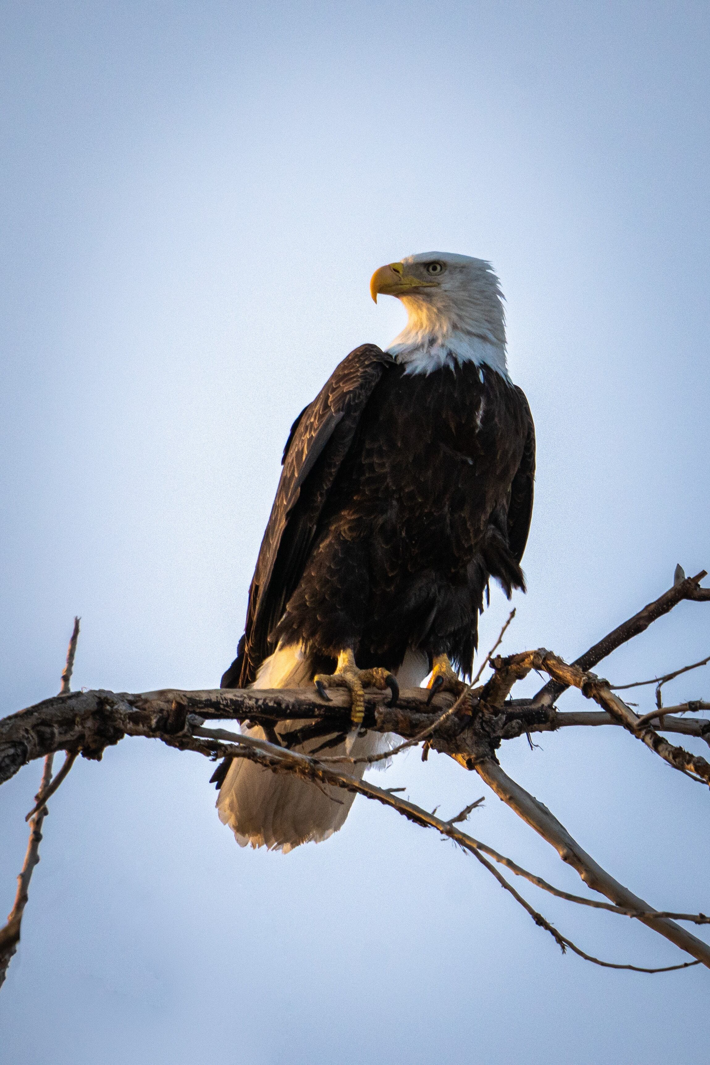 Águila calva