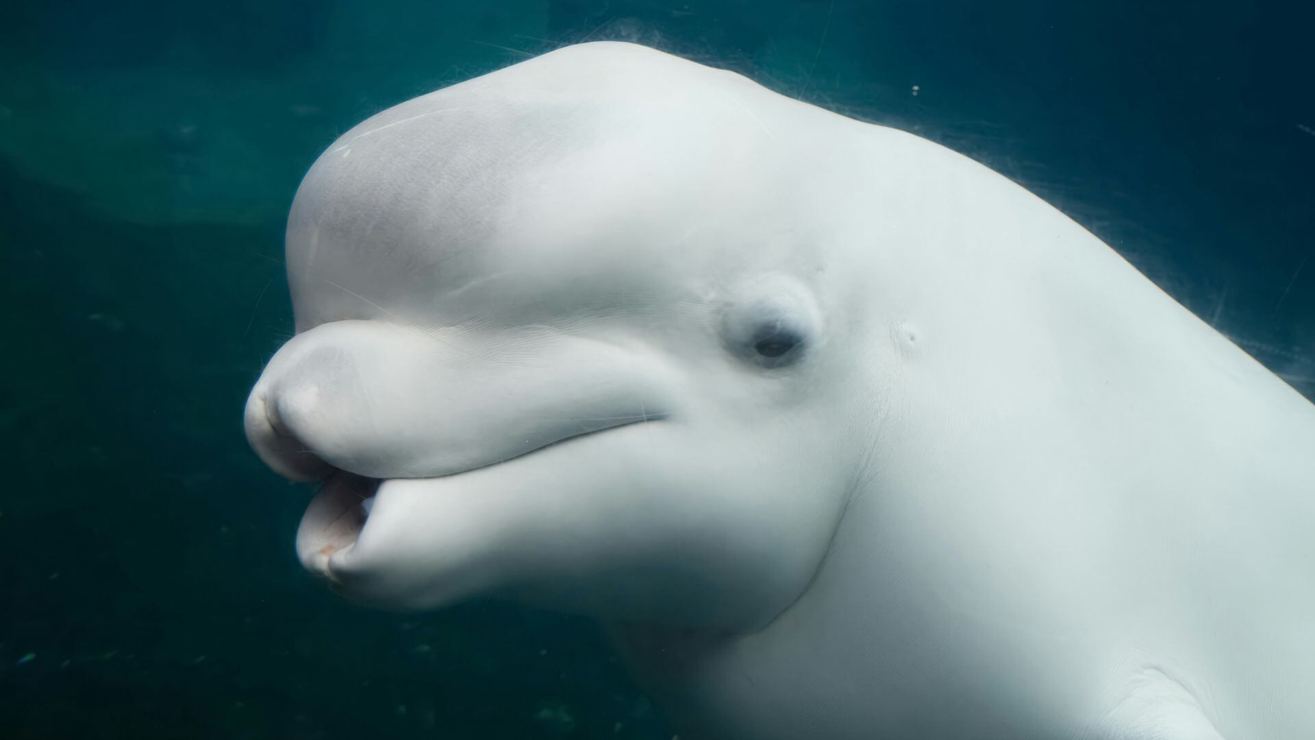 Canadá Deniega Exportación de 30 Belugas a China por Bienestar Animal