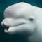 Canadá frena envío de belugas a China: consideran que es explotación animal