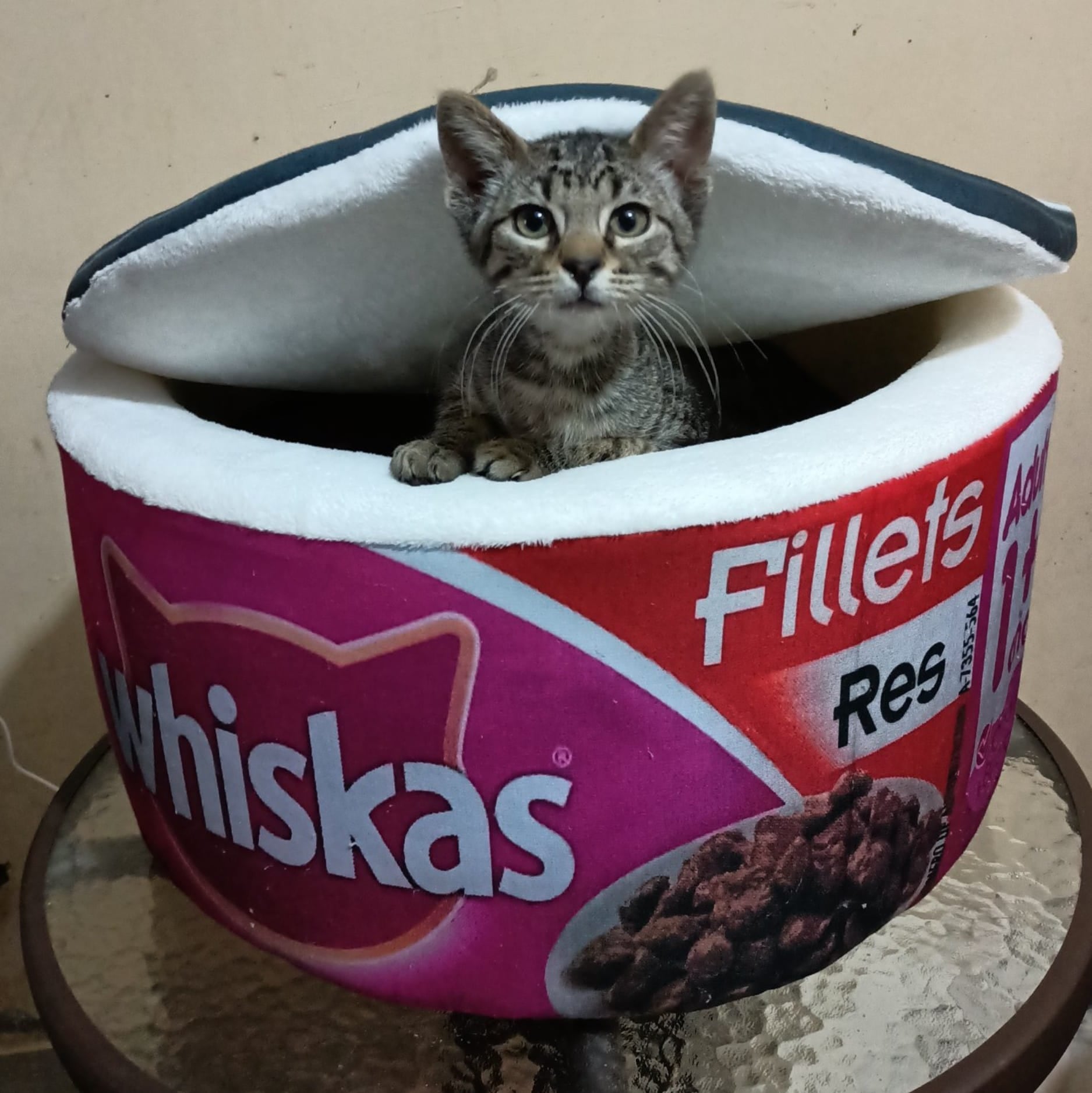 Camas para gato y perro de lata