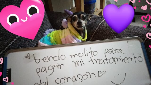 La usuaria 'Merry Cherry' asegura que su perro escribió un letrero