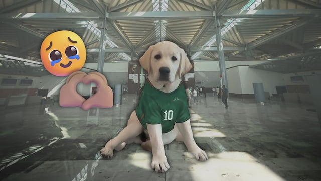 AIFA presenta a Goliat, perro de apoyo emocional para el Mundial 2026