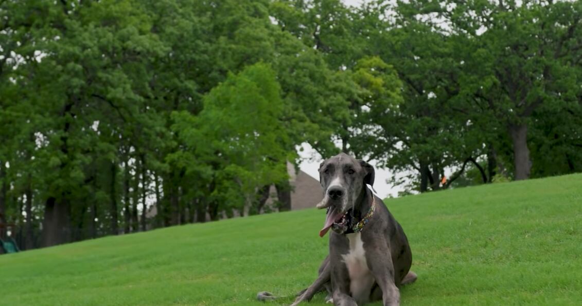 Zeus, el perro más alto del mundo