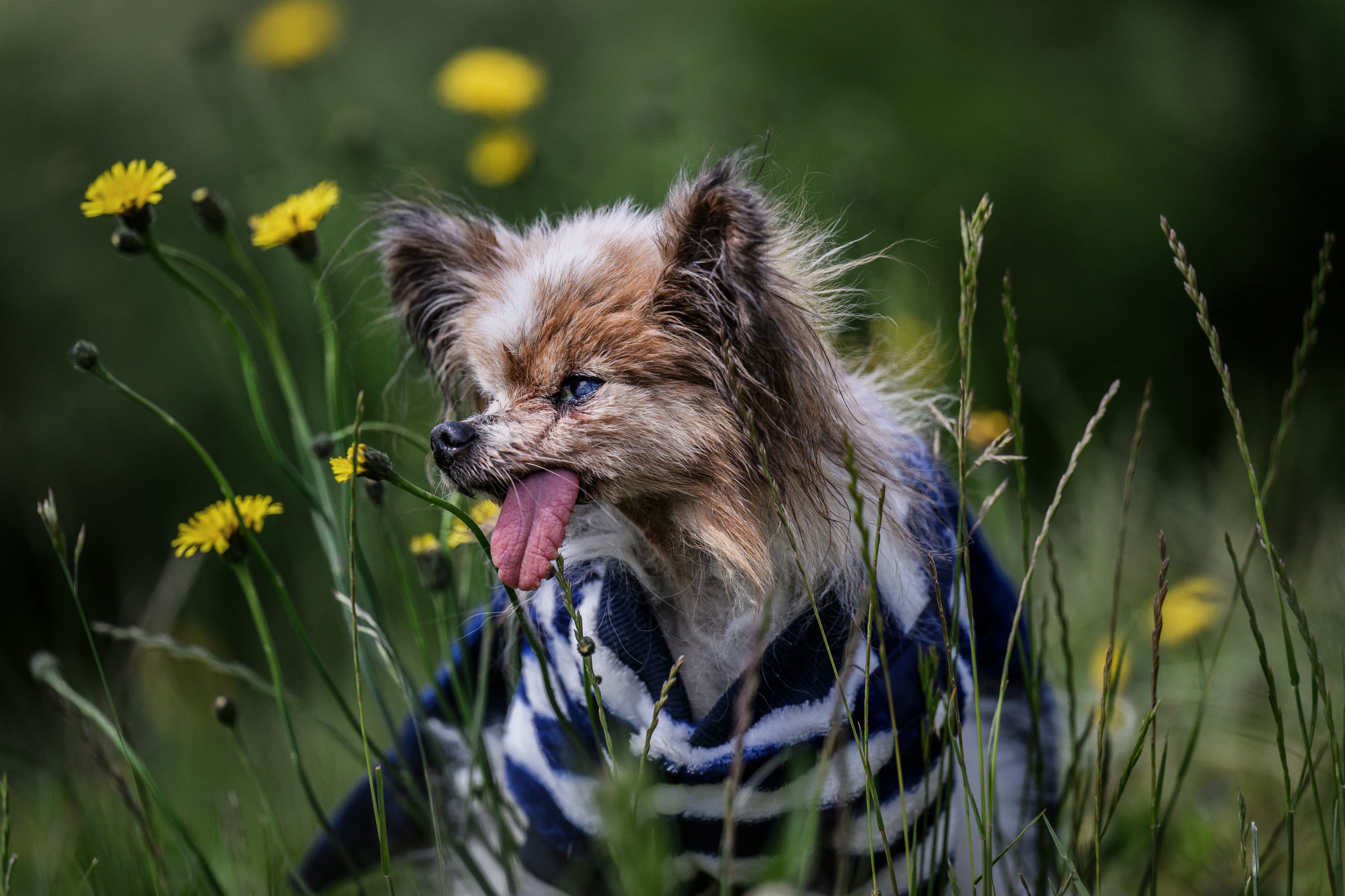 Adiós a Lazare: murió el perro más longevo del mundo a los 30 años