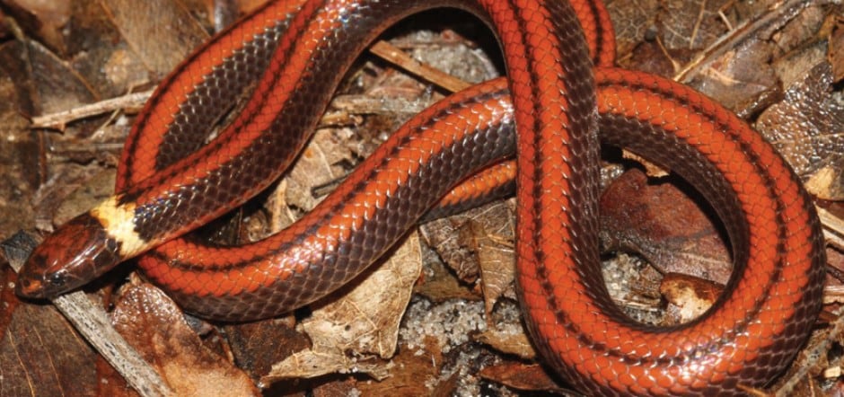 Phalotris shawnella, nueva especie de serpiente descubierta en Paraguay