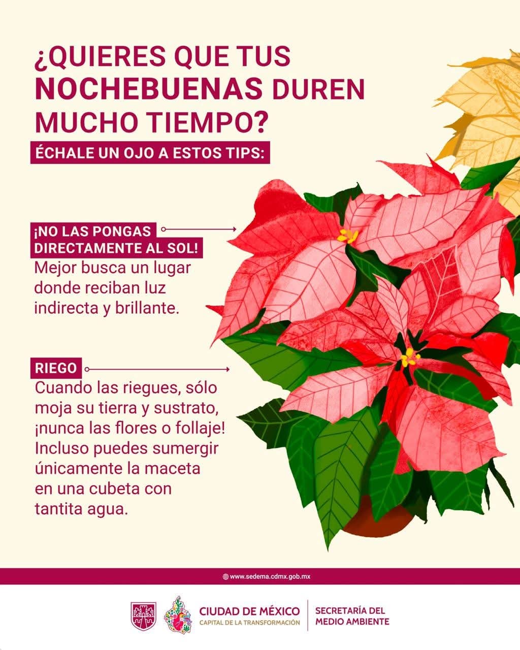 Venta de nochebuenas dejaron derrama millonaria