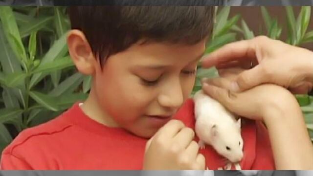 Existen muchas razones por las que los niños deben tener mascotas.