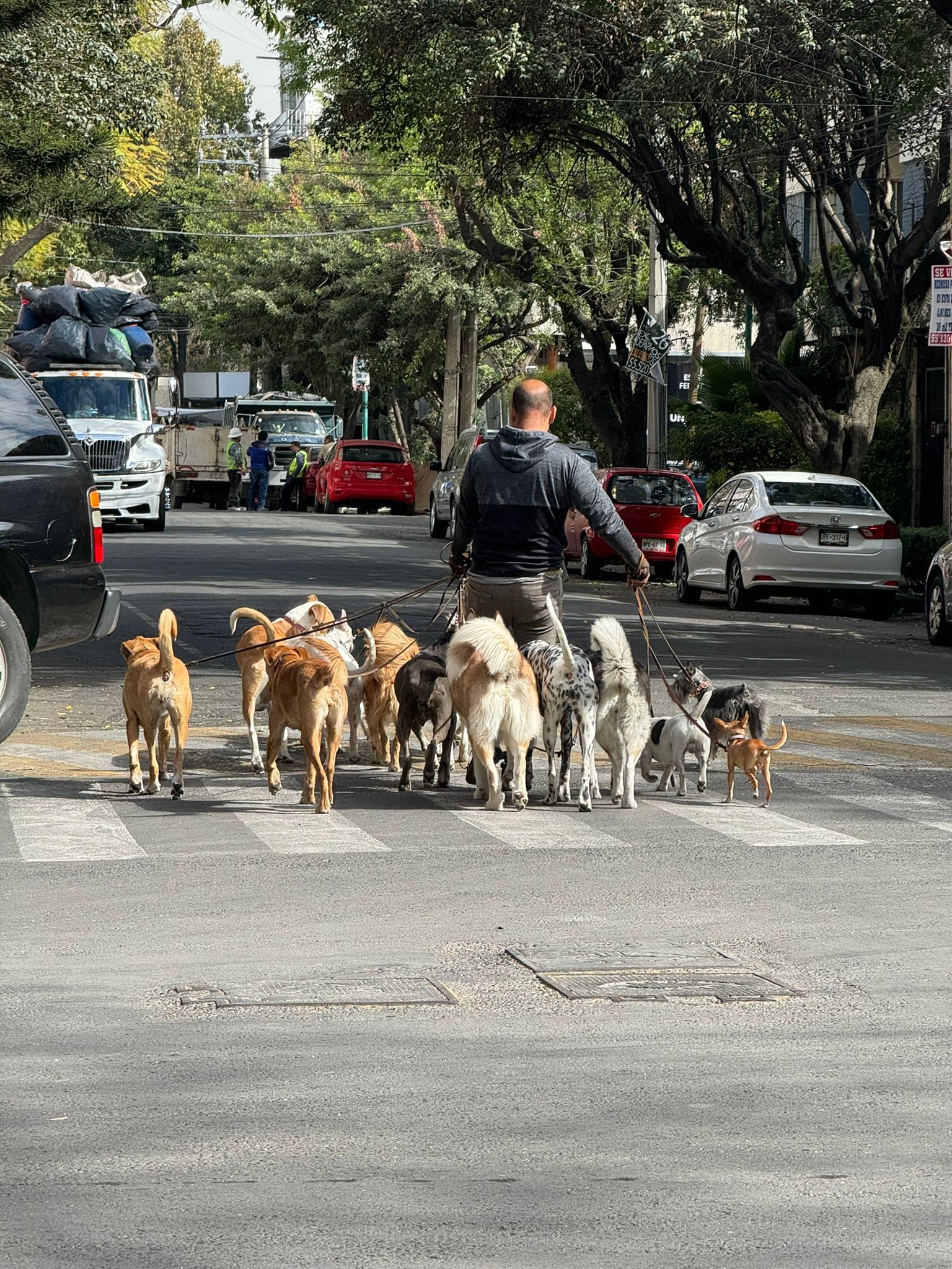 Paseador de perros no pudo contener a sus perritos