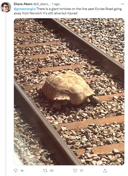 Tortuga bloqueando vía del tren
