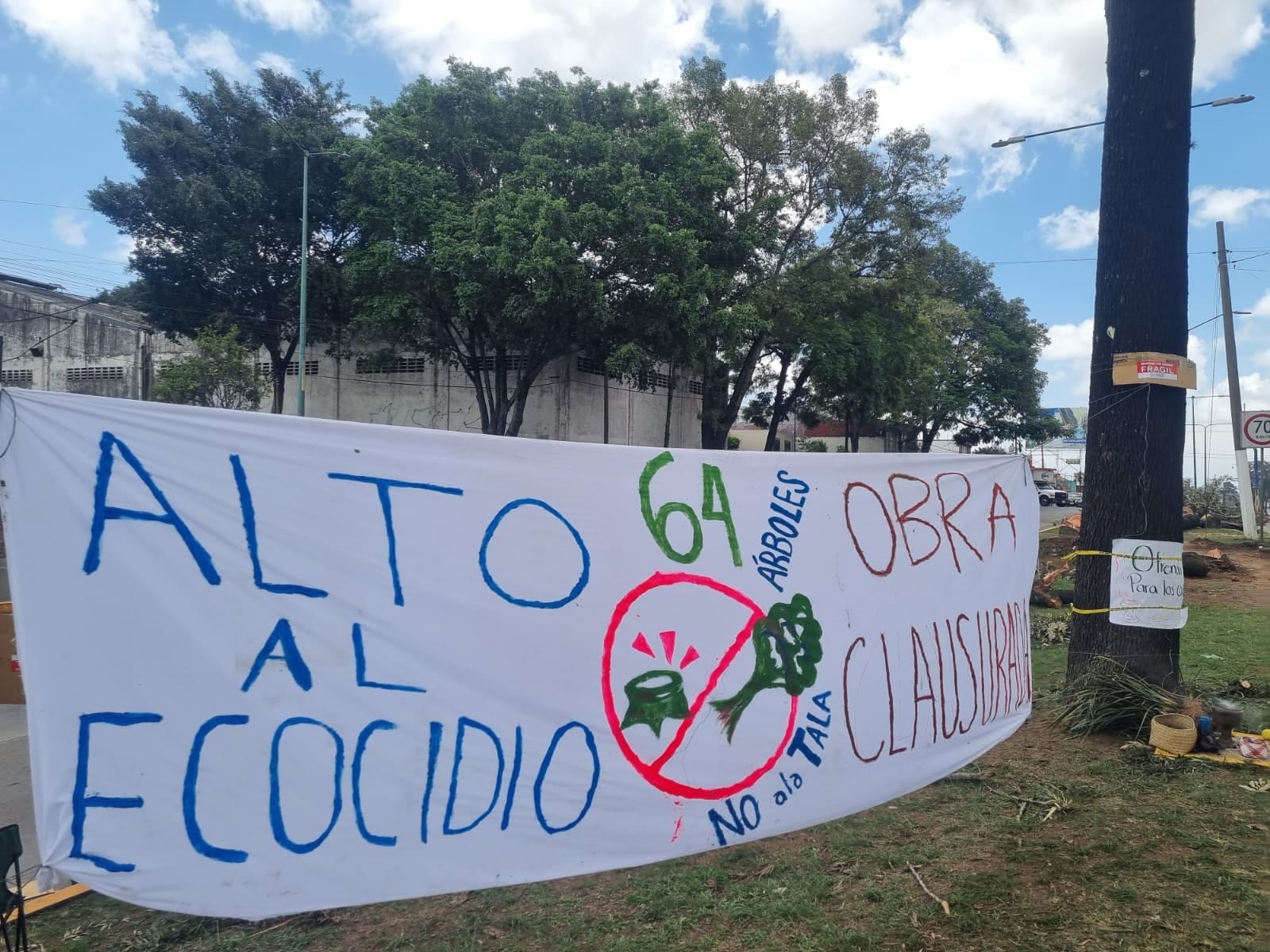 Por la construcción de una versión económica del Paso Superior Vehicular, en Xalapa, Veracruz, se realiza un ecocidio: La tala de 64 árboles