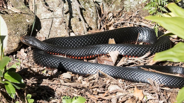 Serpiente negra de vientre rojo